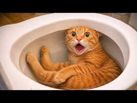 You Never Know What These Animals Will Do Next #Video