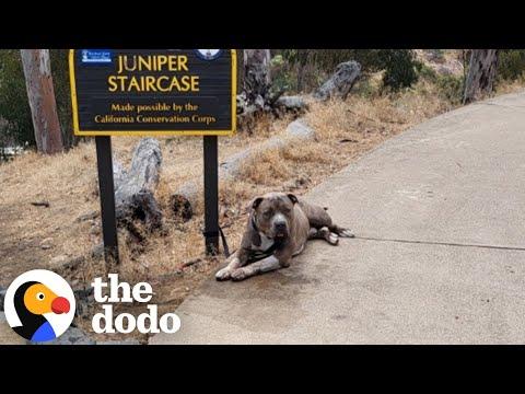 Huge Pittie Tied Up In Park With A Note Gets A Second Chance #Video