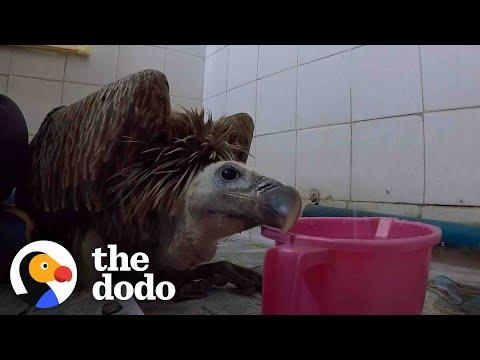 Heartbroken Vulture Can Finally Fly Again Thanks To His Rescuers #Video