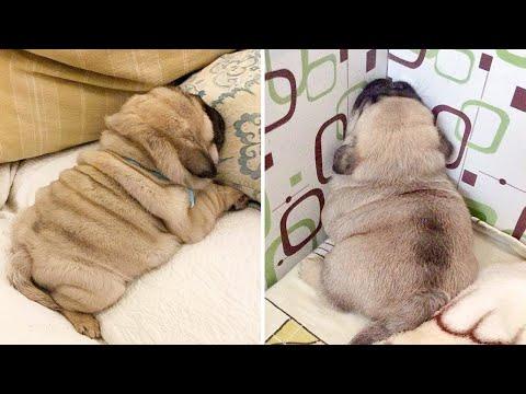 AWW SOO Cute and Funny Pug Puppies Video - Funniest Pug Ever #5