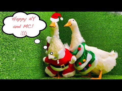Christmas ducks #Video