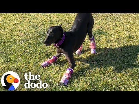 'Twin' Dogs With Prosthetic Legs Are Changing The World #Video