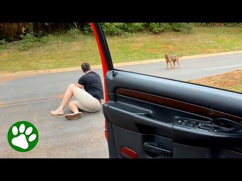 Skittish dog realizes this is a good guy and the moment is absolutely beautiful #Video