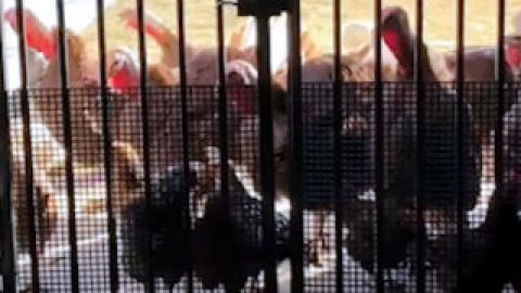 Turkeys Being Jerks! #Video