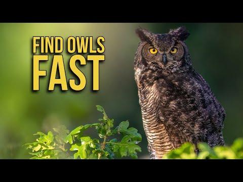 How to FIND and PHOTOGRAPH OWLS where you live - Wildlife photography - Nikon Z9 #Video