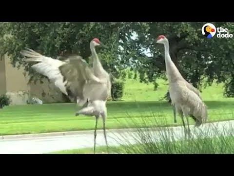 Cranes Do The Craziest Dance To Show They Care | The Dodo