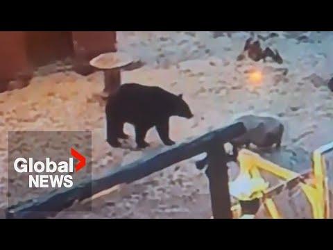Pig Charges Bear and Defends Her Farm Animal Friends #Video