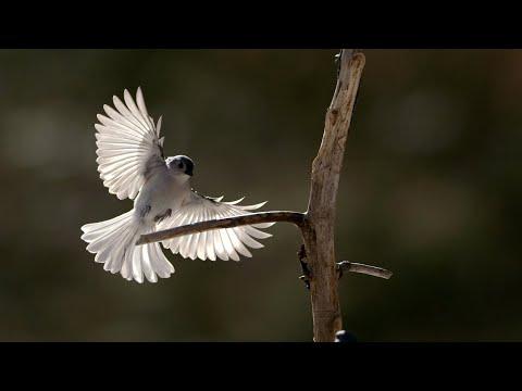 Capturing Epic Slow Motion Footage of Backyard Birds #Video