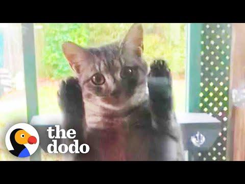 Pregnant Stray Cat Scales Family's Screen Door Looking For Food #Video