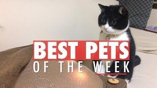 Best Pets of the Week | November 2017 Week 2