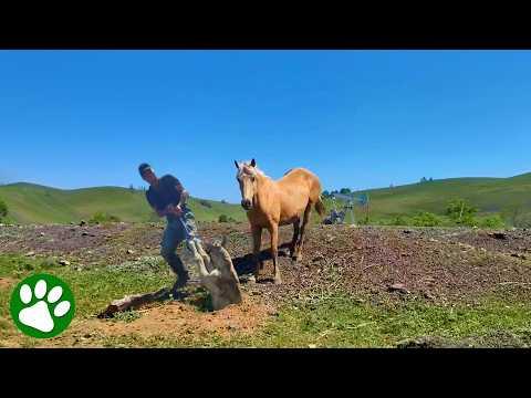 Mother Horse Asks Stranger For Help #Video
