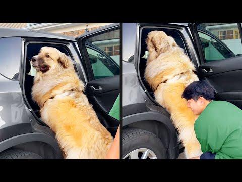 He Needs A Boost | YOUR Daily Dose of Pets #Video