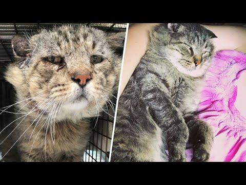 After rough street life, tomcat gets cushy retirement he deserves #Video