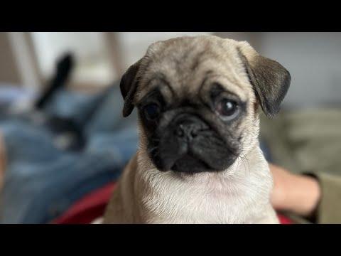 The Newest Sunflower Farm Friend! #Video