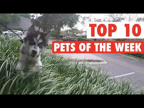 Most Epic Pets Of The Week