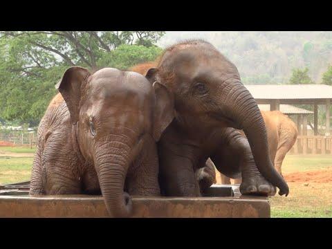 Baby Elephant Enjoying In The Water Tank - ElephantNews #Video