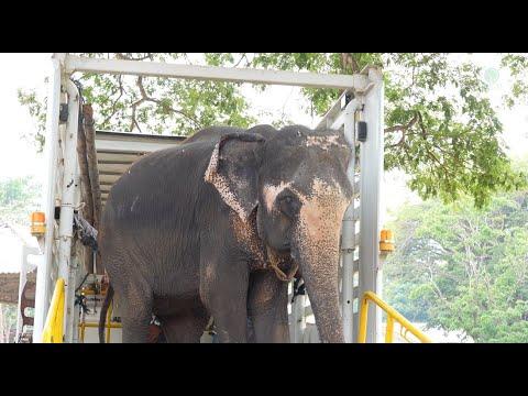 Elephant Rescue: Welcome Home, Dok Koon! - ElephantNews #Video