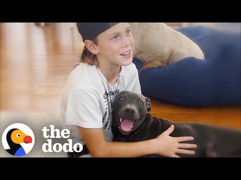 Boy Begs His Mom To Keep The Dog They Rescued From The Street #Video