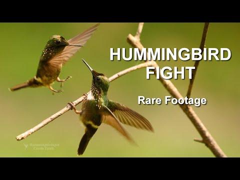 Brazil's Festive Coquette Featuring Rare Footage of a Hummingbird Fight #Video