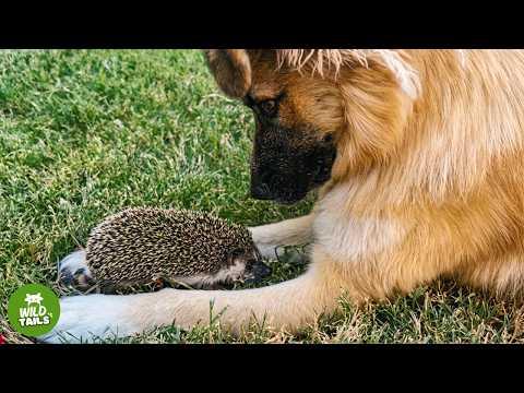 This Rescued Hedgehog Falls In Love With A Dog — Now She Refuses To Leave Him #Video