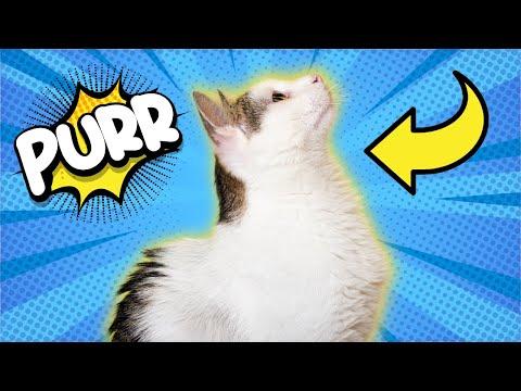 How and Why Cats Purr (Prepare to be Fascinated) #Video