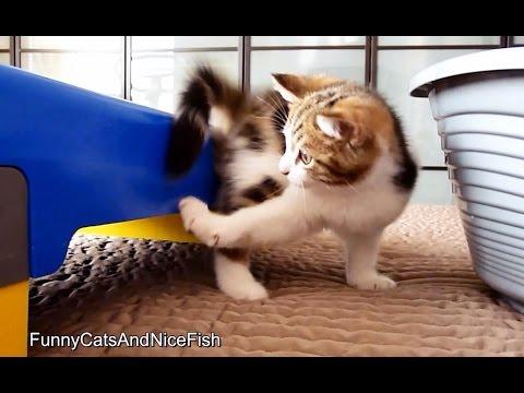 Chasing Of Tail | Funny Cats