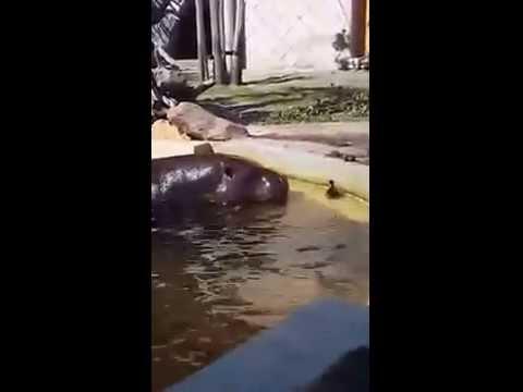 Hippos Help Duckling Escape From Pond In Zoo