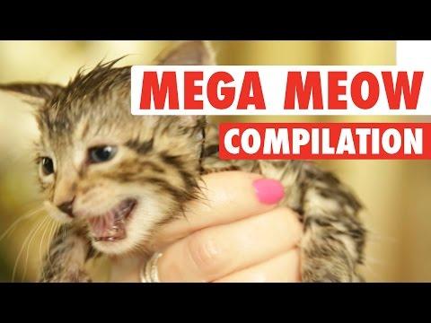 Mega Meows Compilation