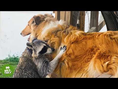 This Rescued Raccoon Has A Dog As His Best Friend And Thinks They're Brothers #Video