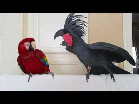 Get a PARROT They Said, It Will Be Fun! #Video