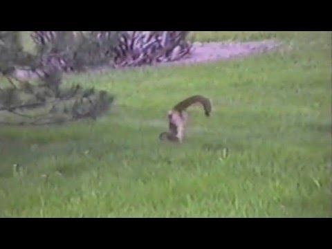 Squirrel Does A Handstand
