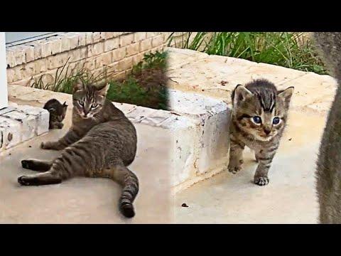 Stray Mom Cat Brought a Kitten to the People Who Fed Her #Video