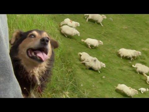 The Amazing Rituals of the Welsh Shepherd Dogs | BBC Earth