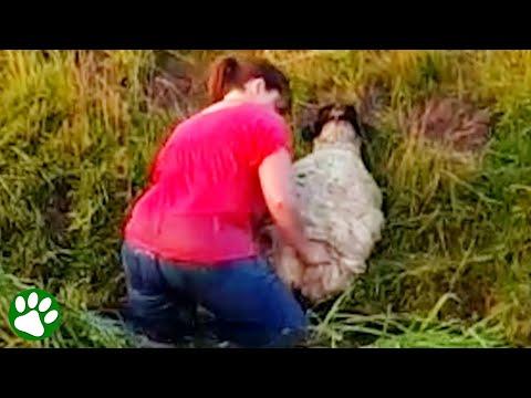Fierce grandma rescues sheep #Video