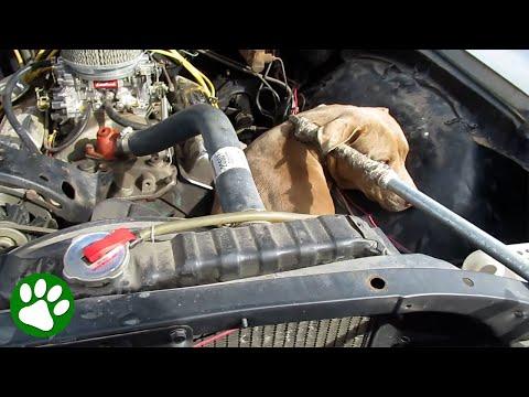 50 lbs Dog Stuck In Car Engine #Video