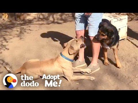 Stray Dog Refuses to be Caught — Until his Friend Shows Up | The Dodo Adopt Me!