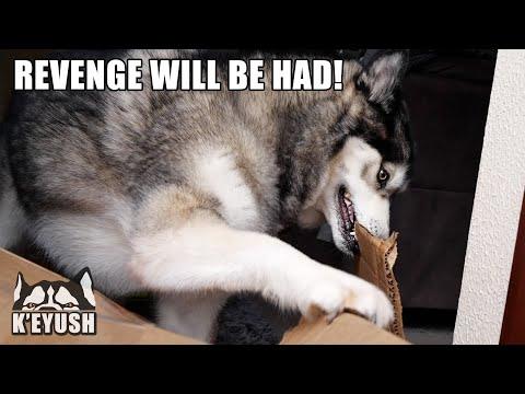 Husky So MAD He Refused FOOD & Got Revenge! #Video
