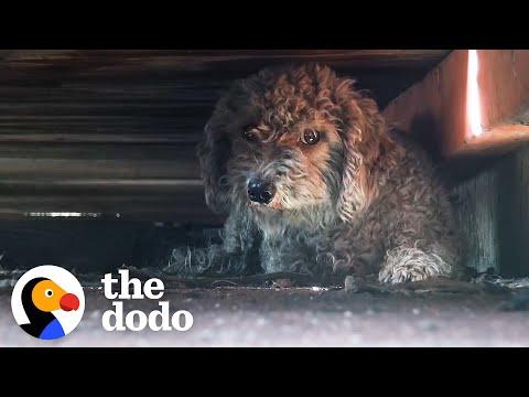 Dog Living In Junkyard Refused To Be Rescued Without His Sister #Video