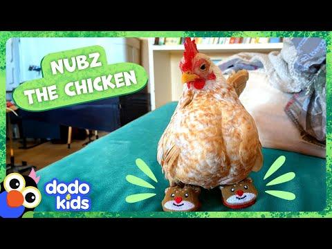 Tiny Chicken Loves His Tiny Shoes | Dodo Kids #Video