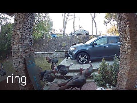 Wild Turkeys Bicker Loudly in Family’s Front Yard #Video