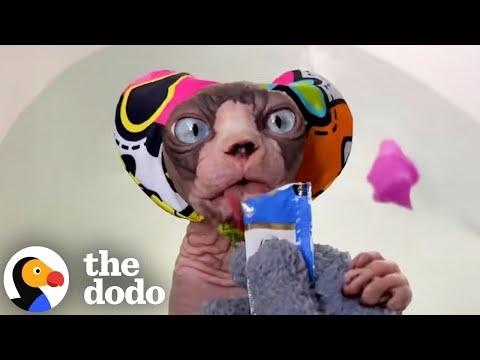Hairless Cat Needs To Be Bribed To Get Out Of Bath #Video