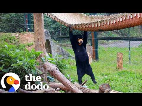 We Can't Get Over This Actual Christmas Party For Bears #Video