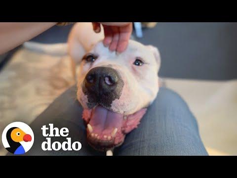 Sad Dog Saved Just In Time Turns Into The Mushiest, Cuddliest Lovebug #Video