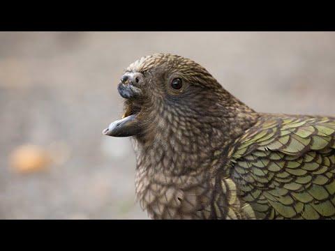 Disabled parrot invents new tool to survive #Video