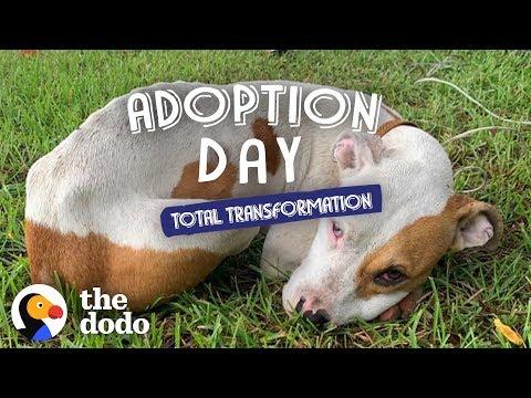 Pup Found On The Side Of The Road Can't Stop Giving Kisses | The Dodo Adoption Day