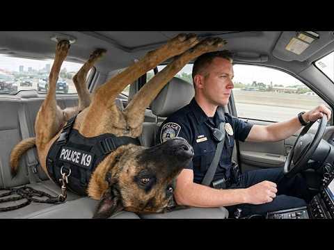 BELGIAN MALINOIS Quits Being a Police Dog #Video