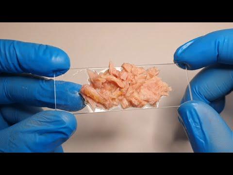 Why There Is Plastic In Fish Meat #Video. Your Daily Dose Of Internet.