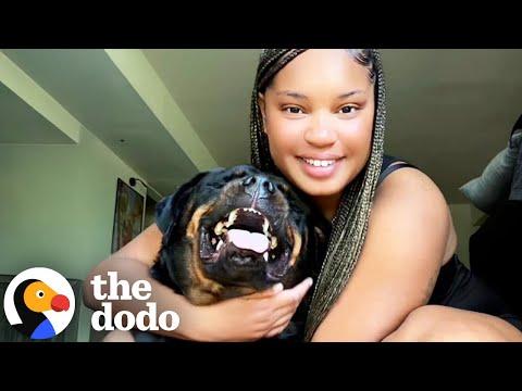 Rottie’s 'Growl' Is Actually Pure Happiness #Video