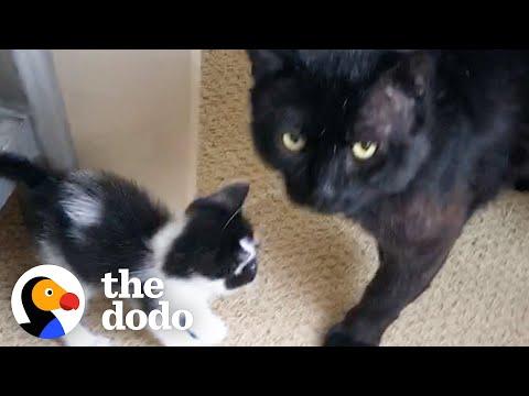 18-Pound Cat Decides To Be Dad To Teeny Kitten #Video