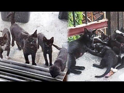 Stray Cat Brings Her Kittens To A Family Who Gave Her Food #Video